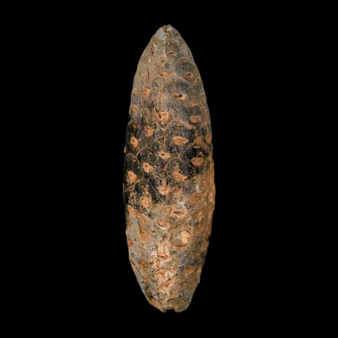 XL 2.1" Fossil Pine Cone Equicalastrobus Replaced By Agate Eocene Age Seeds Fruit