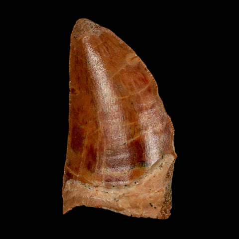 1.4" Carcharodontosaurus Fossil Tooth Cretaceous Dinosaur Morocco COA Stand