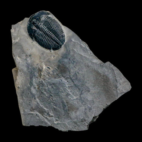 XL 1.6" Elrathia Kingi Trilobite Fossil In Matrix House Range Utah Cambrian Age COA - Fossil Age Minerals