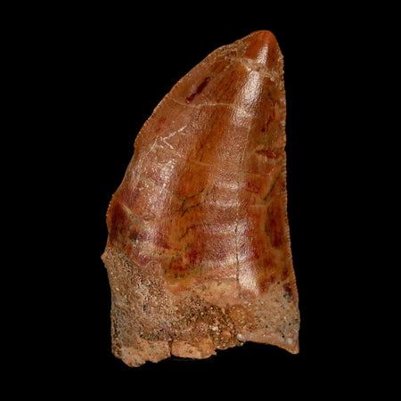 1.4" Carcharodontosaurus Fossil Tooth Cretaceous Dinosaur Morocco COA Stand