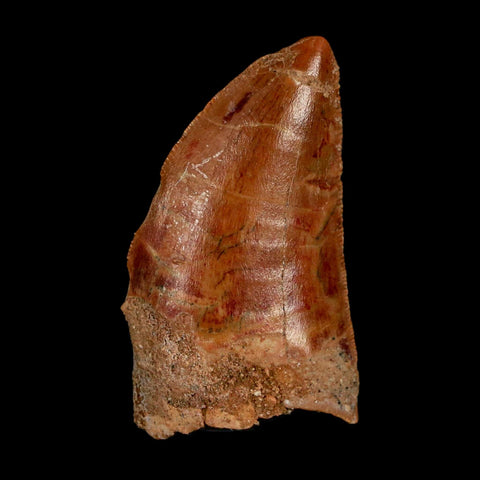 1.4" Carcharodontosaurus Fossil Tooth Cretaceous Dinosaur Morocco COA Stand