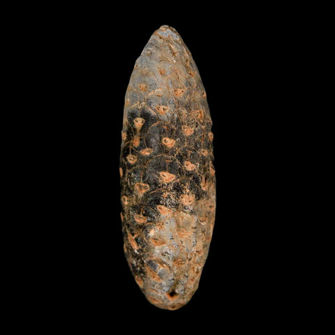XL 2.1" Fossil Pine Cone Equicalastrobus Replaced By Agate Eocene Age Seeds Fruit