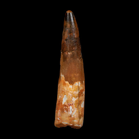 XL 3.7" Spinosaurus Fossil Tooth 100 Million Years Old Cretaceous Dinosaur COA
