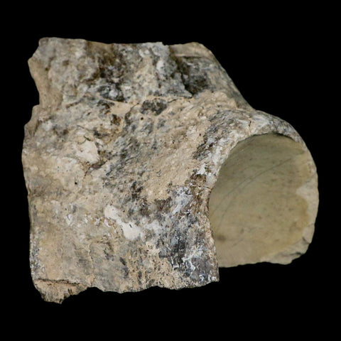 4.6" Brontothere Fossil Knee Bone Eocene Age Badlands S Dakota Titanothere COA - Fossil Age Minerals