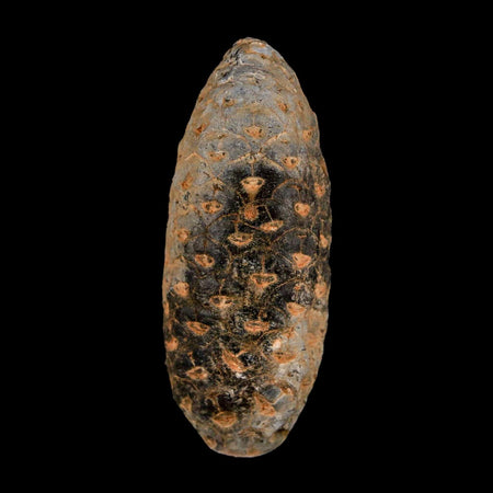 XL 2.1" Fossil Pine Cone Equicalastrobus Replaced By Agate Eocene Age Seeds Fruit