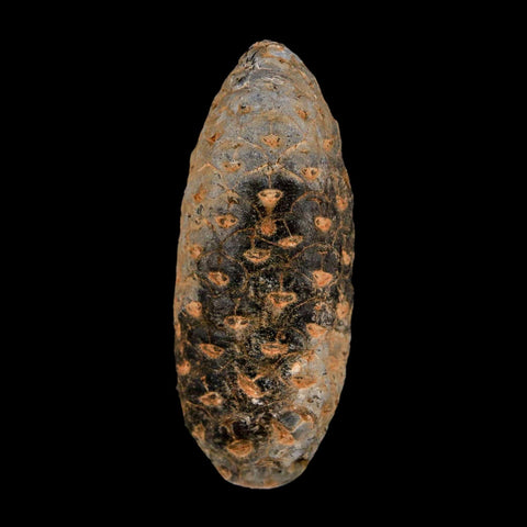 XL 2.1" Fossil Pine Cone Equicalastrobus Replaced By Agate Eocene Age Seeds Fruit