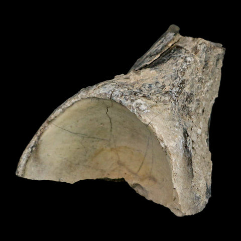4.6" Brontothere Fossil Knee Bone Eocene Age Badlands S Dakota Titanothere COA - Fossil Age Minerals