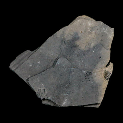 XL 1.6" Elrathia Kingi Trilobite Fossil In Matrix House Range Utah Cambrian Age COA - Fossil Age Minerals