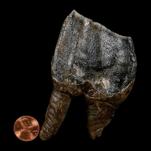 3.8" Woolly Rhinoceros Fossil Rooted Tooth Pleistocene Age Megafauna Russia COA - Fossil Age Minerals