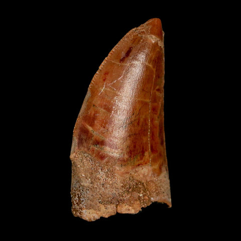 1.4" Carcharodontosaurus Fossil Tooth Cretaceous Dinosaur Morocco COA Stand