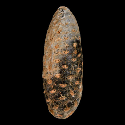 XL 2.1" Fossil Pine Cone Equicalastrobus Replaced By Agate Eocene Age Seeds Fruit