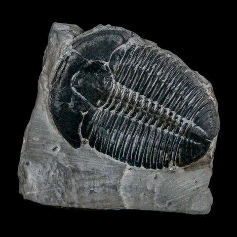 XL 1.6" Elrathia Kingi Trilobite Fossil In Matrix House Range Utah Cambrian Age COA - Fossil Age Minerals