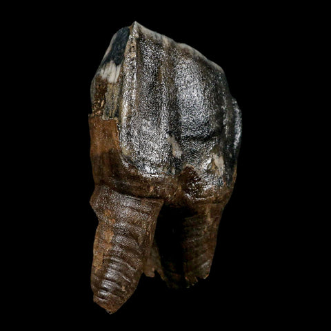 3.8" Woolly Rhinoceros Fossil Rooted Tooth Pleistocene Age Megafauna Russia COA - Fossil Age Minerals