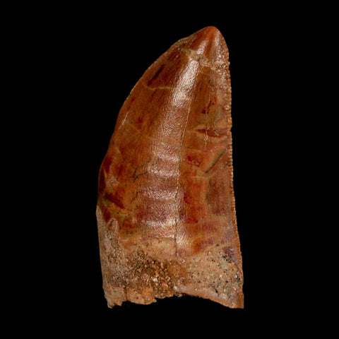 1.4" Carcharodontosaurus Fossil Tooth Cretaceous Dinosaur Morocco COA Stand