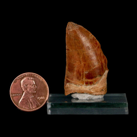 1.4" Carcharodontosaurus Fossil Tooth Cretaceous Dinosaur Morocco COA Stand