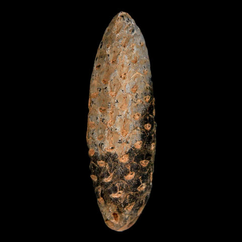 XL 2.1" Fossil Pine Cone Equicalastrobus Replaced By Agate Eocene Age Seeds Fruit