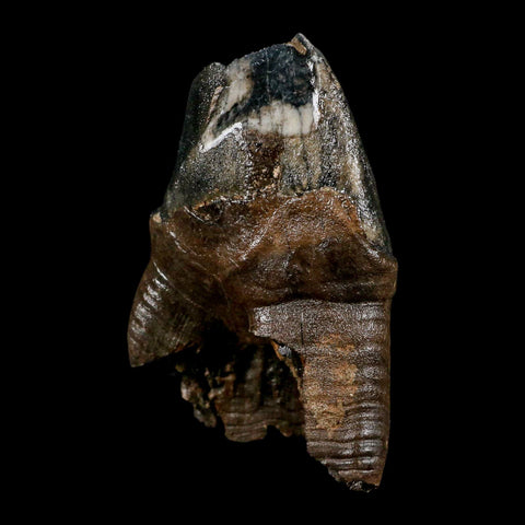 3.8" Woolly Rhinoceros Fossil Rooted Tooth Pleistocene Age Megafauna Russia COA - Fossil Age Minerals