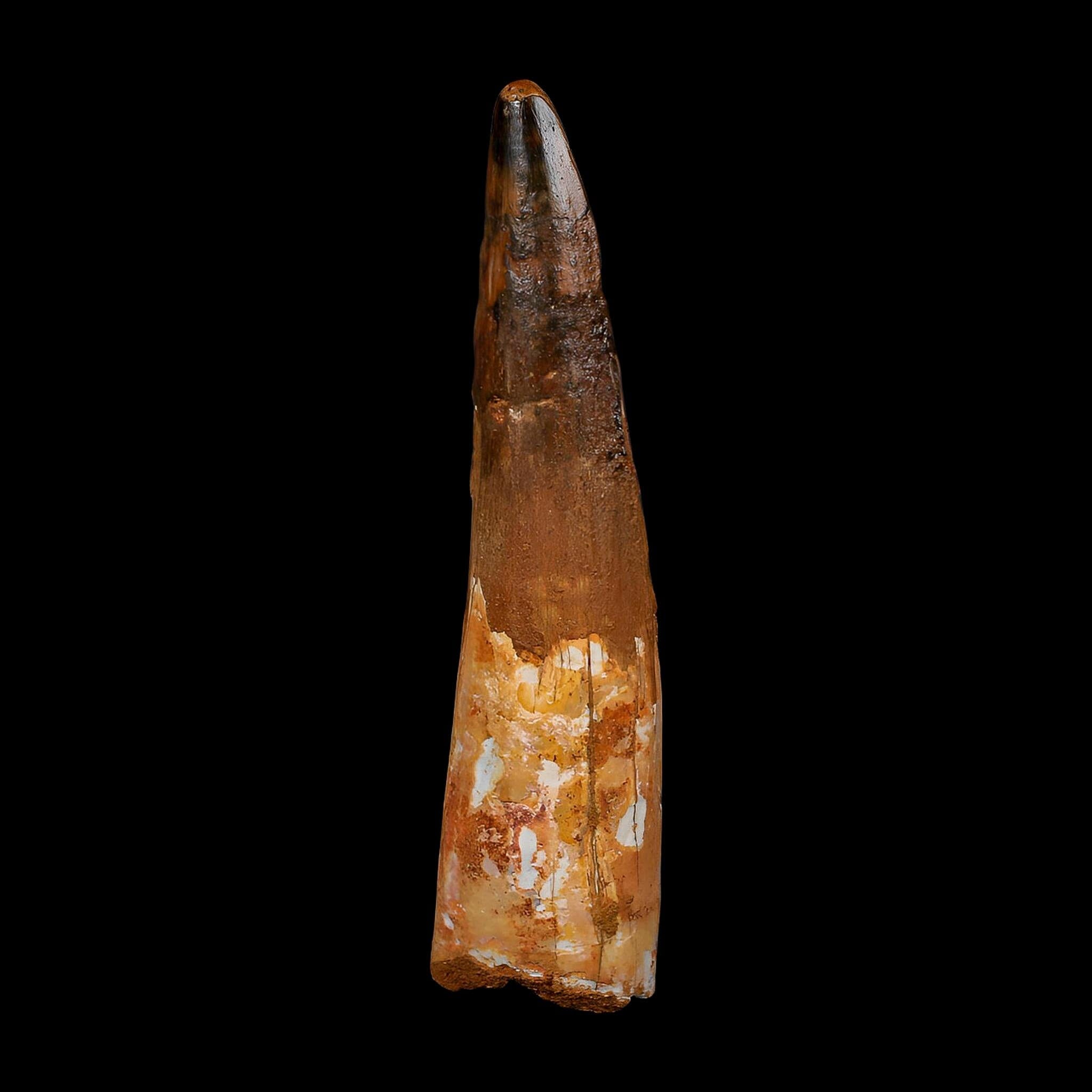 XL 3.7" Spinosaurus Fossil Tooth 100 Million Years Old Cretaceous Dinosaur COA - Fossil Age Minerals