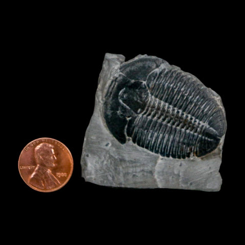 XL 1.6" Elrathia Kingi Trilobite Fossil In Matrix House Range Utah Cambrian Age COA - Fossil Age Minerals