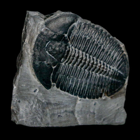 XL 1.6" Elrathia Kingi Trilobite Fossil In Matrix House Range Utah Cambrian Age COA