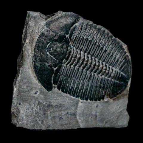 XL 1.6" Elrathia Kingi Trilobite Fossil In Matrix House Range Utah Cambrian Age COA - Fossil Age Minerals