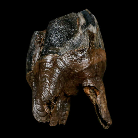 3.8" Woolly Rhinoceros Fossil Rooted Tooth Pleistocene Age Megafauna Russia COA - Fossil Age Minerals