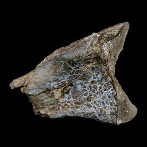4.6" Brontothere Fossil Knee Bone Eocene Age Badlands S Dakota Titanothere COA - Fossil Age Minerals