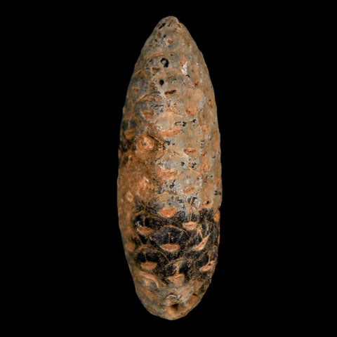 XL 2.1" Fossil Pine Cone Equicalastrobus Replaced By Agate Eocene Age Seeds Fruit