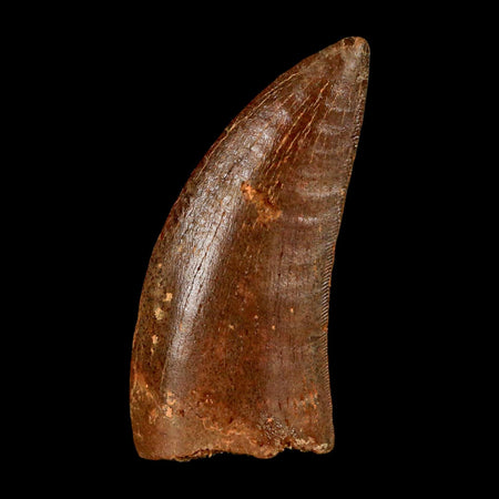 1.9" Carcharodontosaurus Fossil Tooth Cretaceous Dinosaur Morocco COA Stand