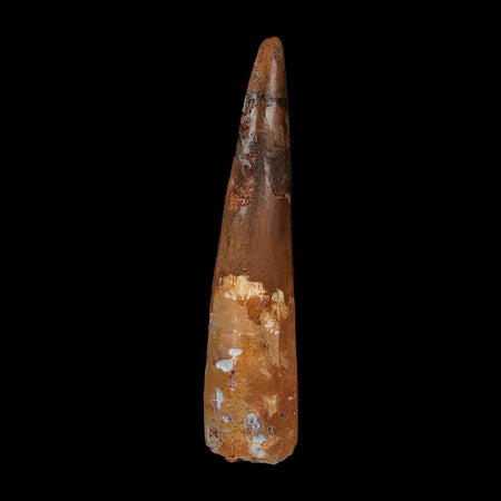 XL 3.7" Spinosaurus Fossil Tooth 100 Million Years Old Cretaceous Dinosaur COA