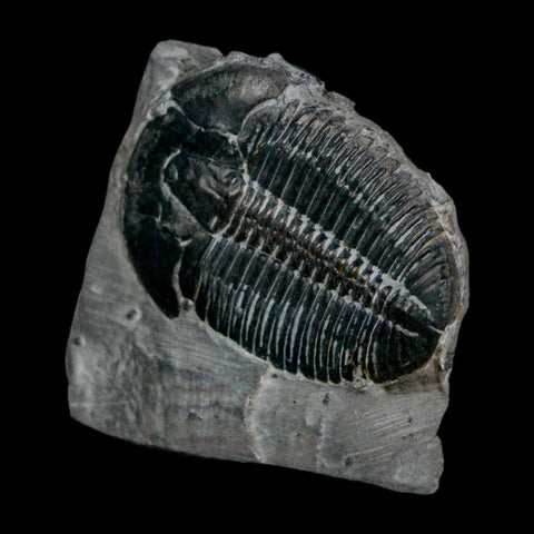 XL 1.6" Elrathia Kingi Trilobite Fossil In Matrix House Range Utah Cambrian Age COA - Fossil Age Minerals