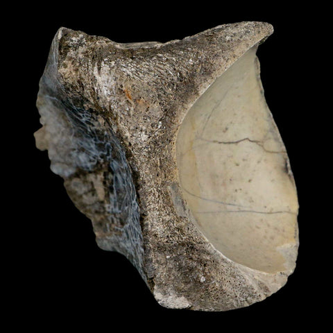 4.6" Brontothere Fossil Knee Bone Eocene Age Badlands S Dakota Titanothere COA - Fossil Age Minerals