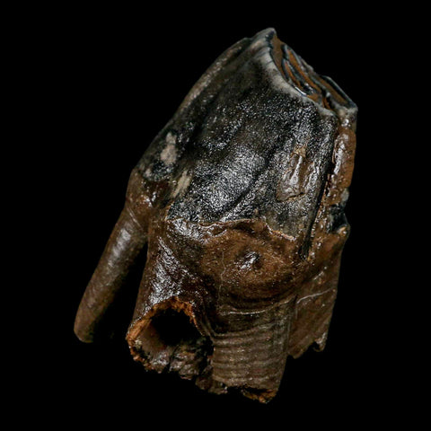 3.8" Woolly Rhinoceros Fossil Rooted Tooth Pleistocene Age Megafauna Russia COA - Fossil Age Minerals