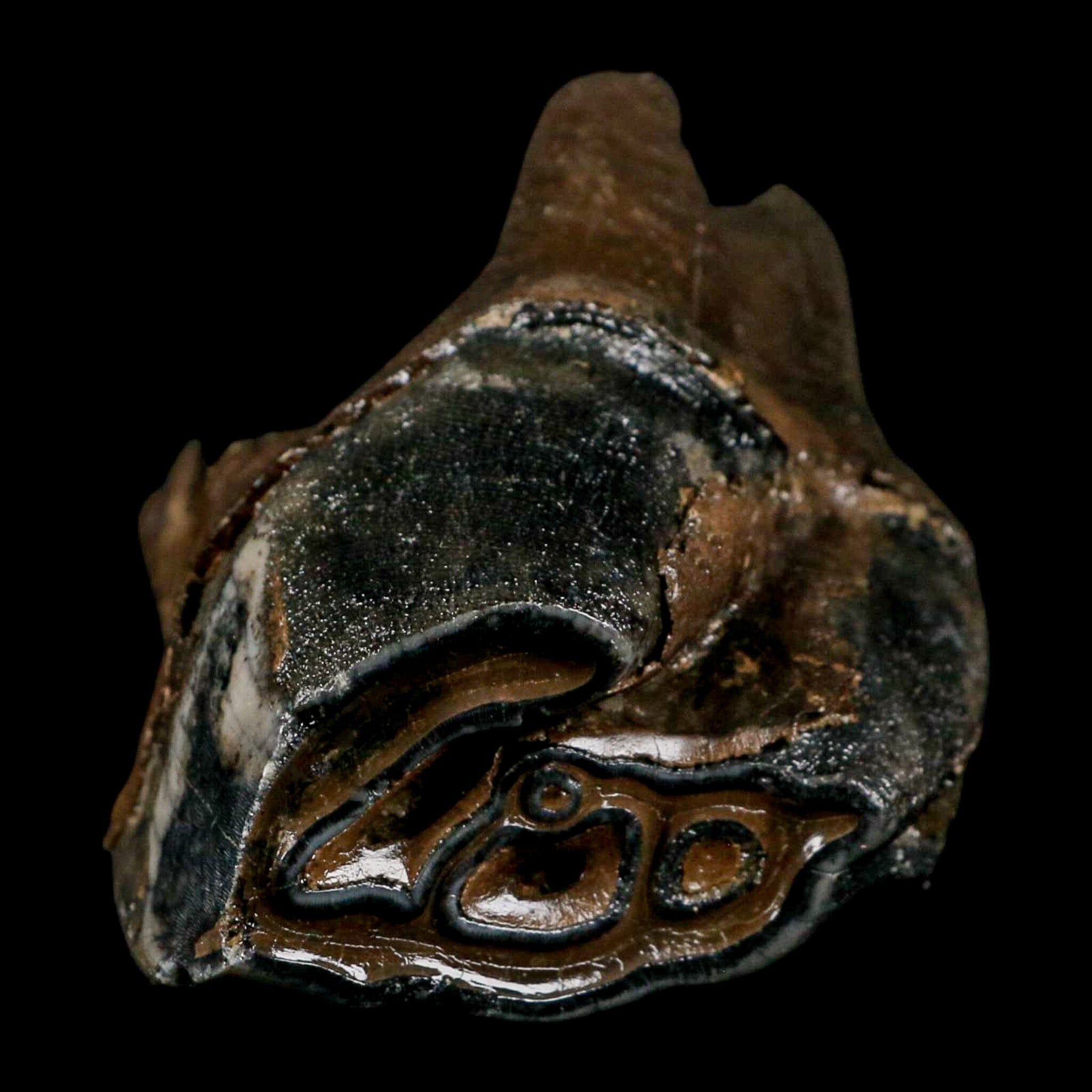 3.8" Woolly Rhinoceros Fossil Rooted Tooth Pleistocene Age Megafauna Russia COA - Fossil Age Minerals