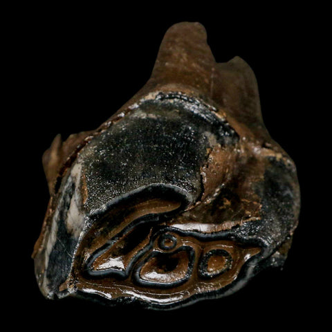 3.8" Woolly Rhinoceros Fossil Rooted Tooth Pleistocene Age Megafauna Russia COA - Fossil Age Minerals