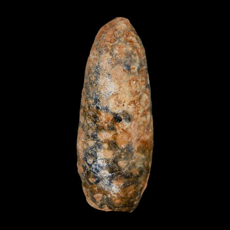 XL 2.1" Fossil Pine Cone Equicalastrobus Replaced By Agate Eocene Age Seeds Fruit