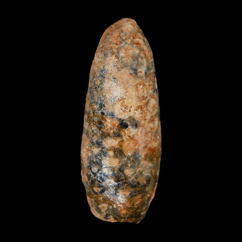 XL 2.1" Fossil Pine Cone Equicalastrobus Replaced By Agate Eocene Age Seeds Fruit
