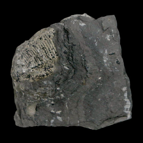 XL 1.6" Elrathia Kingi Trilobite Fossil In Matrix House Range Utah Cambrian Age COA - Fossil Age Minerals