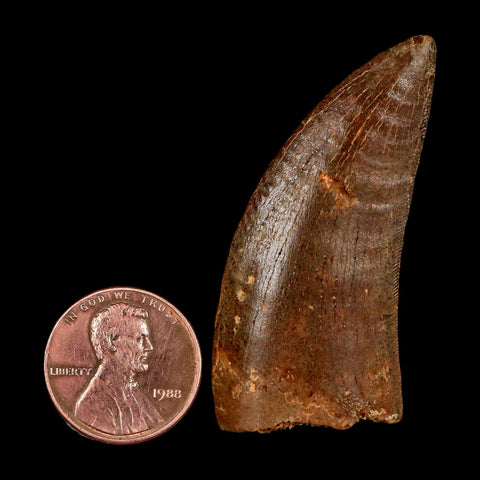 1.9" Carcharodontosaurus Fossil Tooth Cretaceous Dinosaur Morocco COA Stand