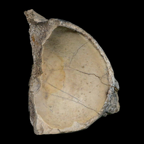 4.6" Brontothere Fossil Knee Bone Eocene Age Badlands S Dakota Titanothere COA - Fossil Age Minerals