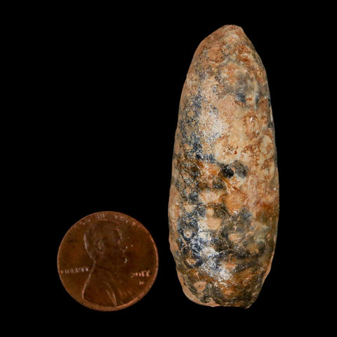 XL 2.1" Fossil Pine Cone Equicalastrobus Replaced By Agate Eocene Age Seeds Fruit