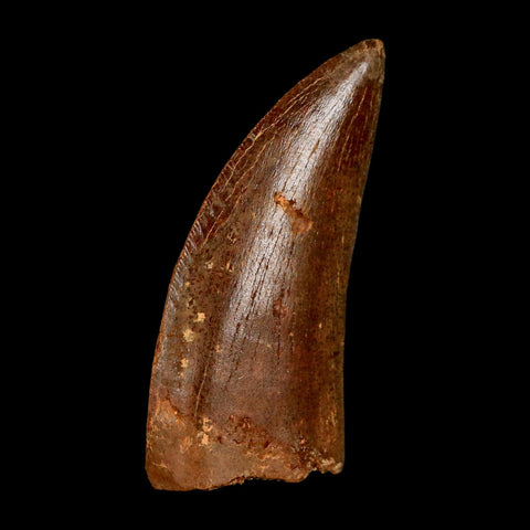 1.9" Carcharodontosaurus Fossil Tooth Cretaceous Dinosaur Morocco COA Stand