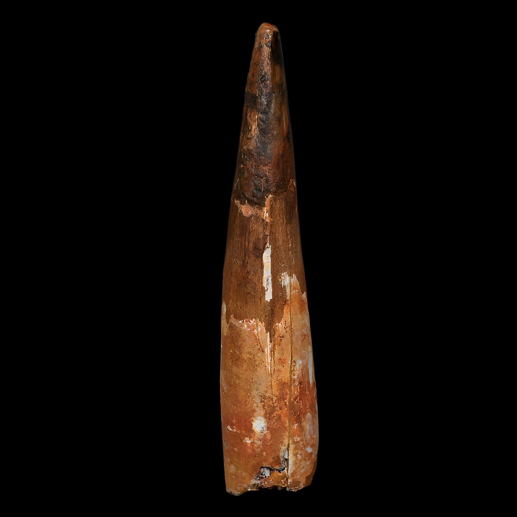 XL 3.7" Spinosaurus Fossil Tooth 100 Million Years Old Cretaceous Dinosaur COA - Fossil Age Minerals