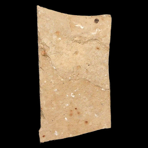 1.1" Detailed Cedrelospermum Nervosum Fossil Plant Leaf Eocene Age Green River UT - Fossil Age Minerals