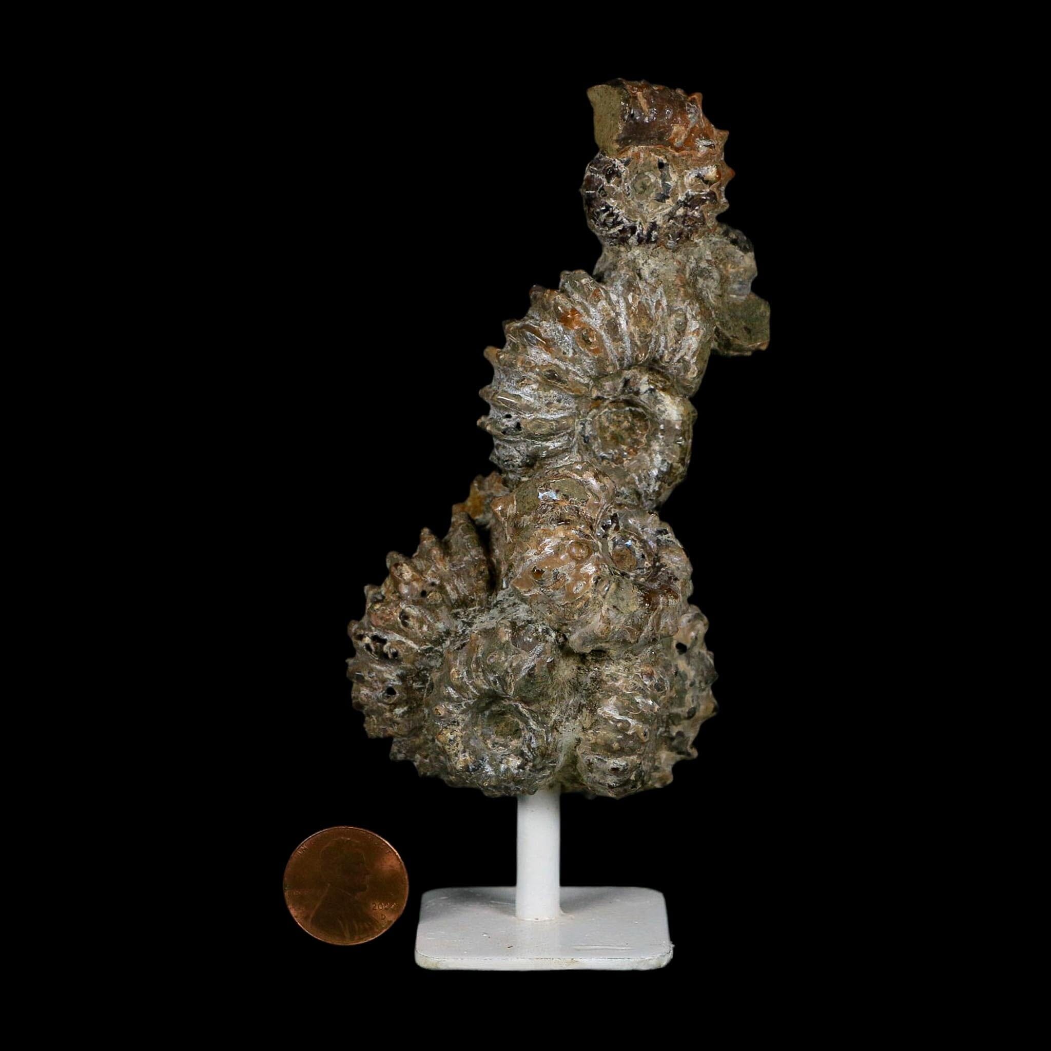 5.1" Douvilleiceras Tractor Ammonite Fossil Cluster on Stand Madagascar Jurassic Age