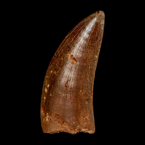 1.9" Carcharodontosaurus Fossil Tooth Cretaceous Dinosaur Morocco COA Stand