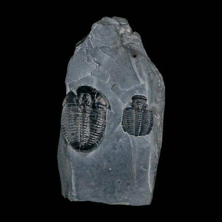 Two 2" Elrathia Kingi Trilobite Fossil In Matrix House Range Utah Cambrian Age COA