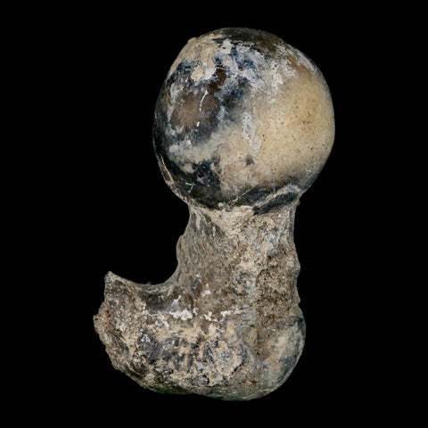 5.8" Brontothere Fossil Limb Bone Eocene Age Badlands S Dakota Titanothere COA - Fossil Age Minerals