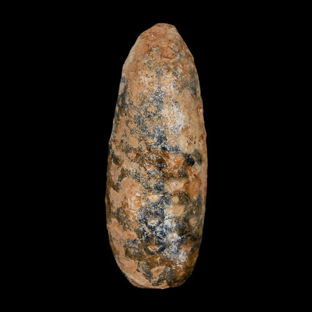 XL 2.1" Fossil Pine Cone Equicalastrobus Replaced By Agate Eocene Age Seeds Fruit