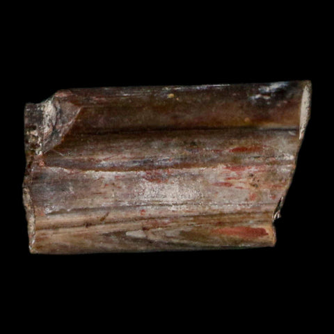 0.4" Dimetrodon Sail Spine Bone Fossil Permian Age Waurika Oklahoma COA, Display - Fossil Age Minerals